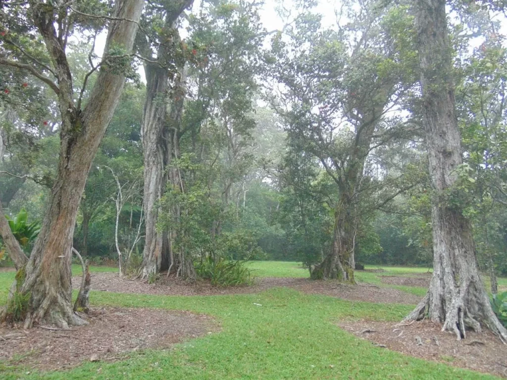 Kalopa State Recreation Area (State Park) - Big Island