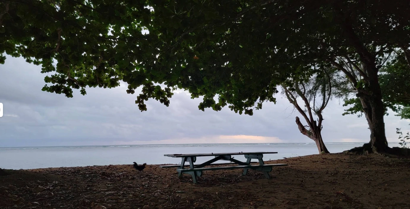 Shaded picnic table near the ocean at Anini Beach Park Campground