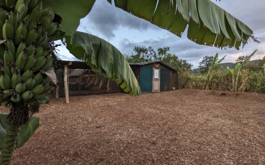 Camp-on-a-farm-Oahu-campervan